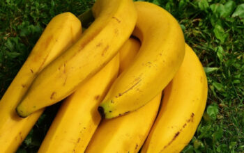 Geger Pisang MBG Paiton Berjaya
