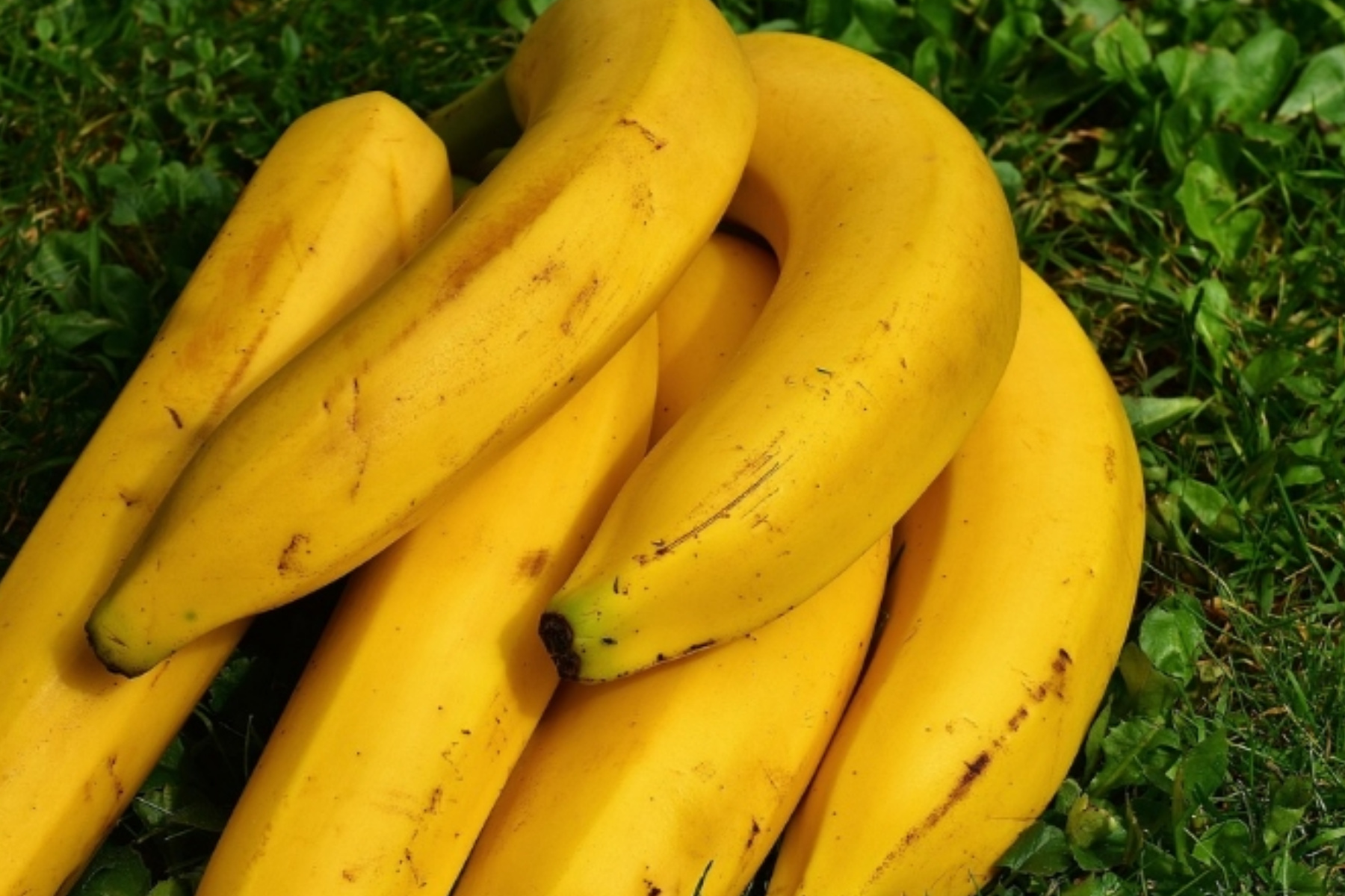 Geger Pisang MBG Paiton Berjaya