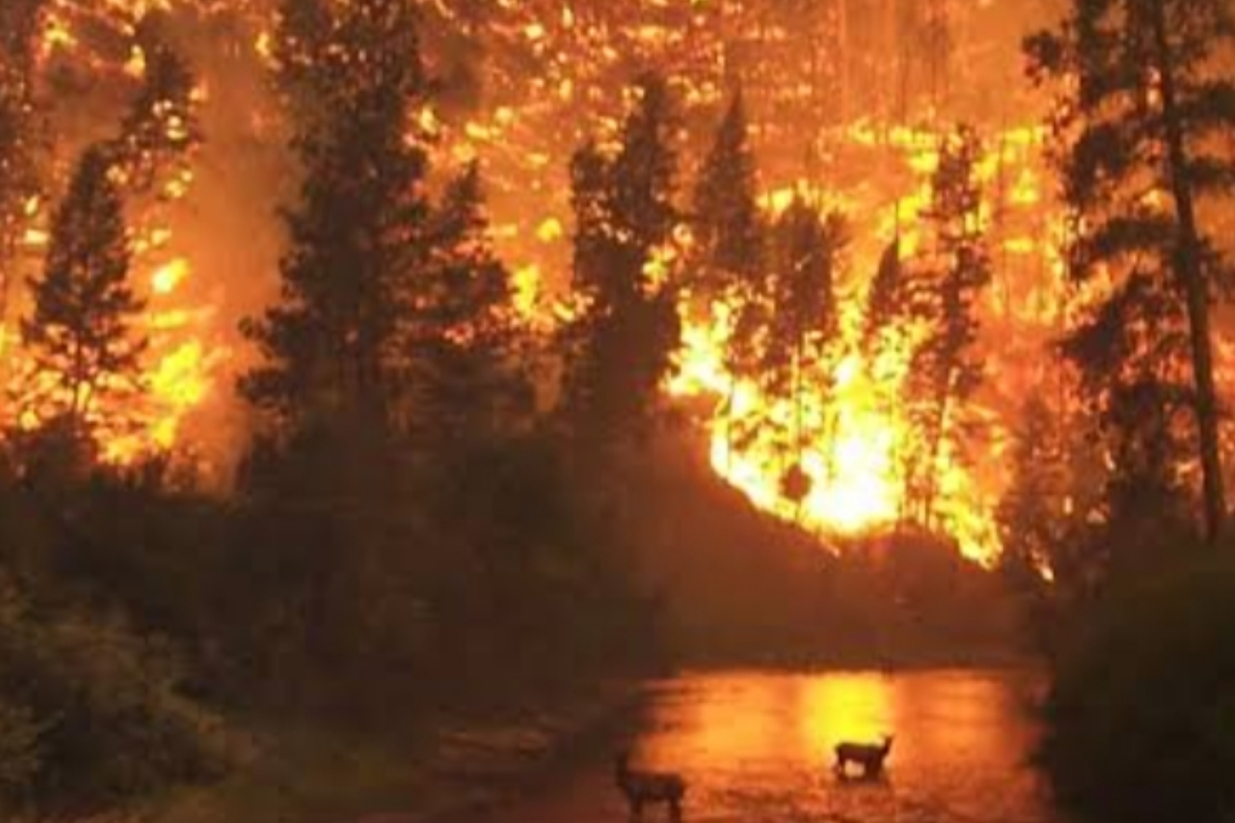 Jangan Tunggu Api Membesar, Ini Cara Sederhana Mencegah Kebakaran Hutan