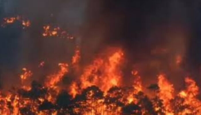 Kebakaran Hutan Kalimantan Makin Meluas