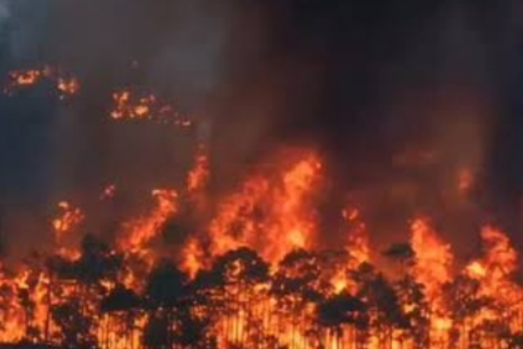 Kebakaran Hutan Kalimantan Makin Meluas