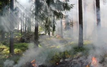 228 Hektare Lahan Terbakar, KDM Perketat Pendakian Gunung
