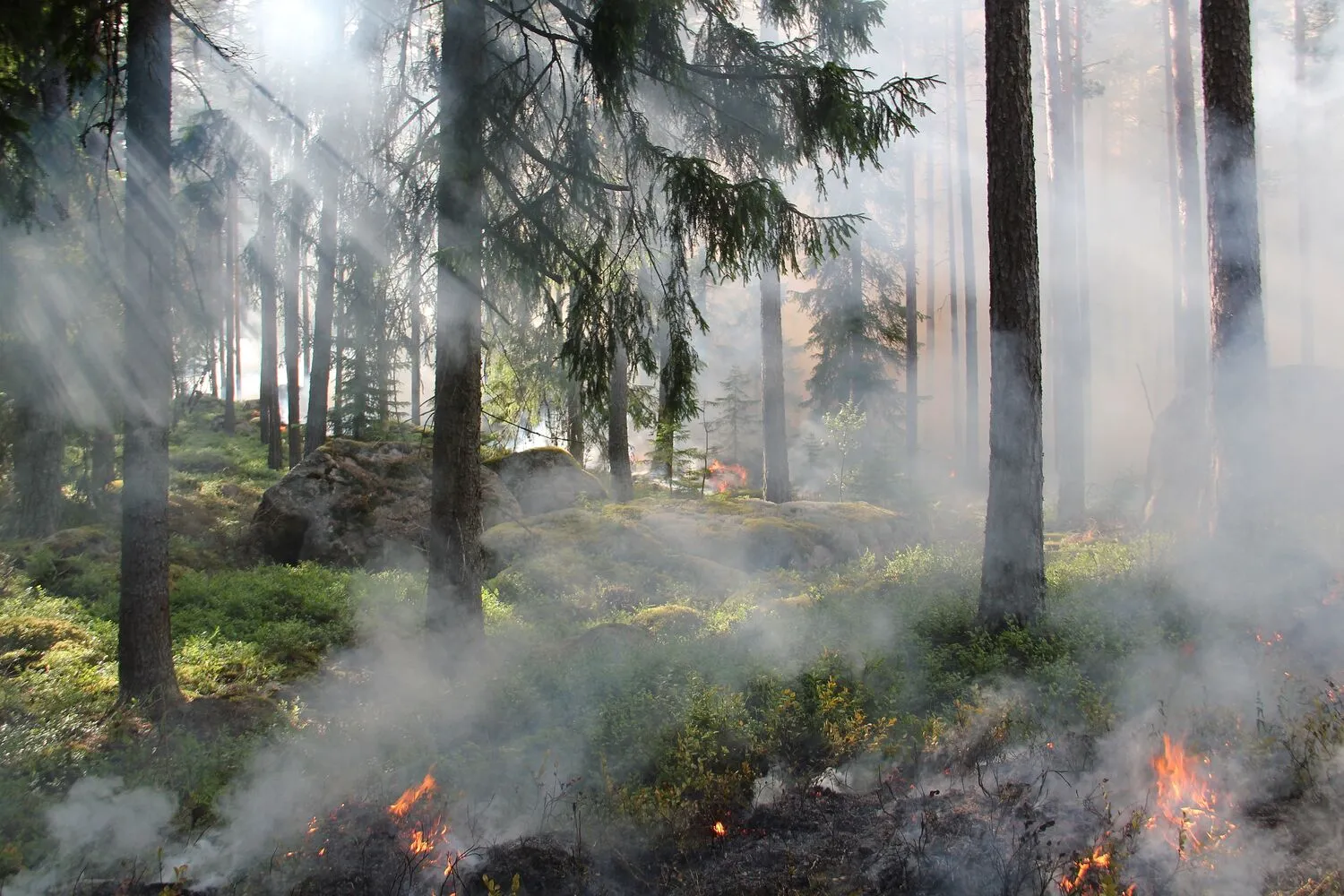 228 Hektare Lahan Terbakar, KDM Perketat Pendakian Gunung 1 228 Hektare Lahan Terbakar, KDM Perketat Pendakian Gunung