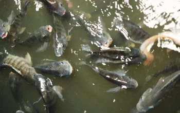 Ikan Nila Jadi Ancaman di Thailand