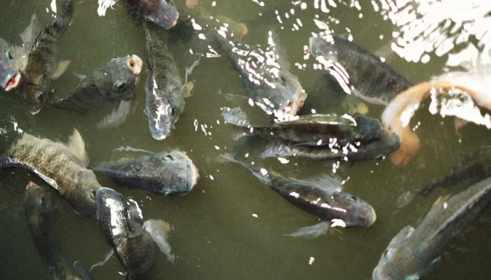 Ikan Nila Jadi Ancaman di Thailand