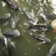 Ikan Nila Jadi Ancaman di Thailand