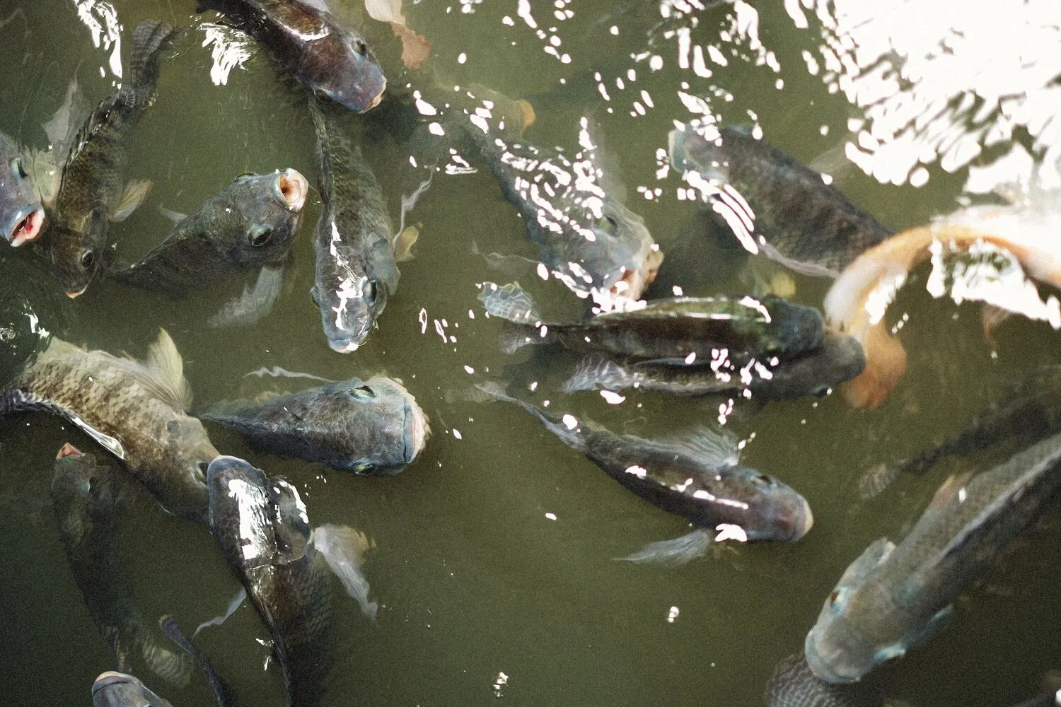Ikan Nila Jadi Ancaman di Thailand