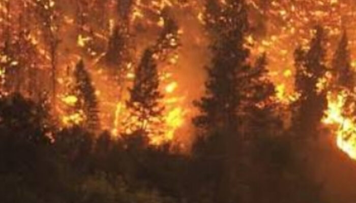 Kebakaran Hutan Mengintai Saat Kemarau, Ini Langkah Pencegahannya