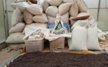 Kopi Gunung Malang Ciengang Kabupaten Sukabumi Dikembangkan, Petani Bidik Pasar Ekspor