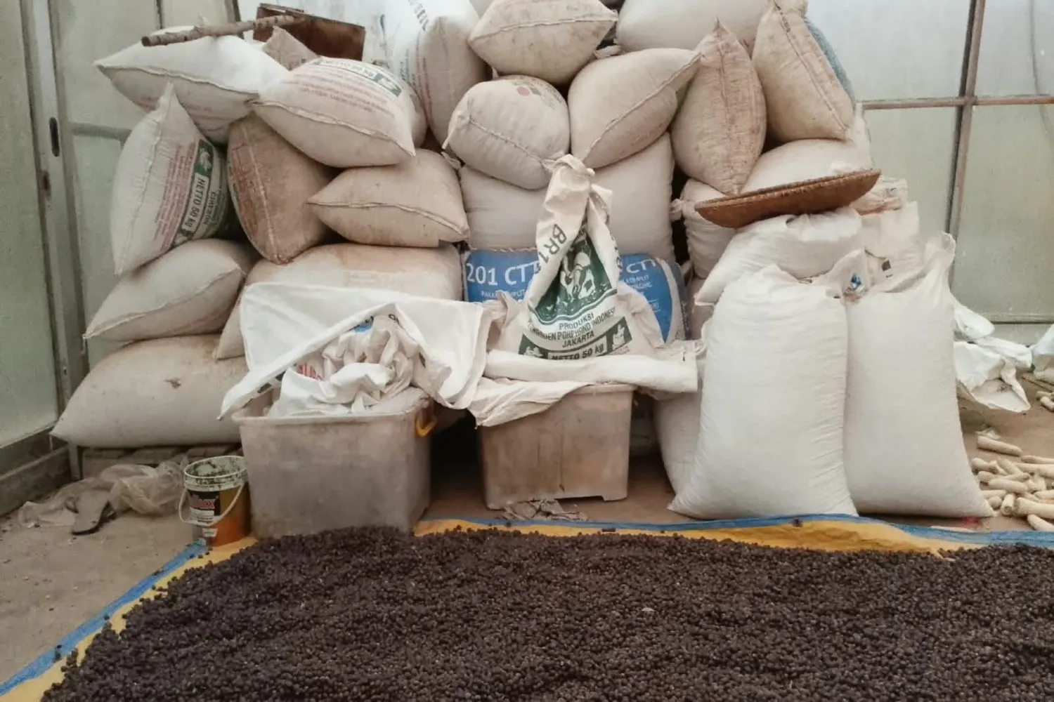 Kopi Gunung Malang Ciengang Kabupaten Sukabumi Dikembangkan, Petani Bidik Pasar Ekspor