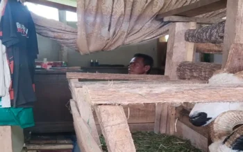 Nasib Kakek Ayi di Cianjur, Tinggal di Kandang Bersama Domba
