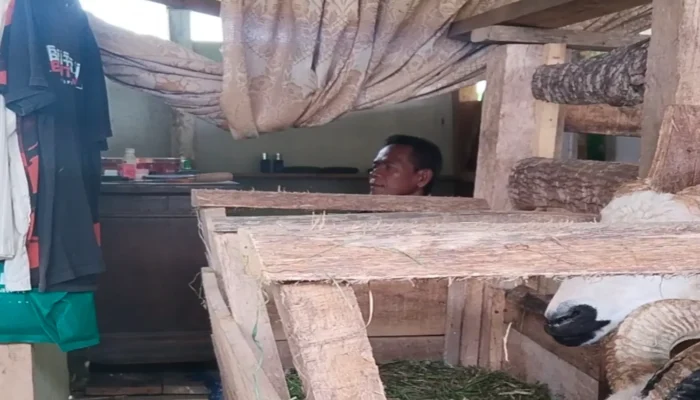 Nasib Kakek Ayi di Cianjur, Tinggal di Kandang Bersama Domba