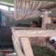 Nasib Kakek Ayi di Cianjur, Tinggal di Kandang Bersama Domba