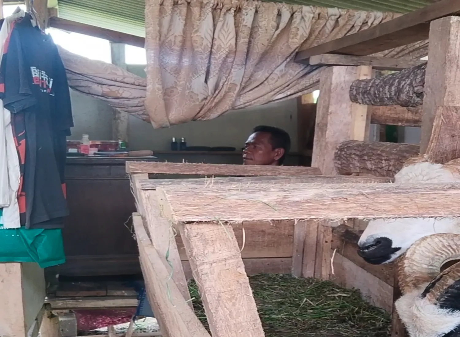 Nasib Kakek Ayi di Cianjur, Tinggal di Kandang Bersama Domba