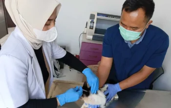 Waspada Rabies! Bandung Barat Targetkan 2.000 Vaksin Gratis 2 Waspada Rabies! Bandung Barat Targetkan 2.000 Vaksin Gratis