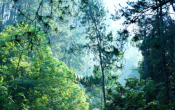 Apa Dampak Kerusakan Hutan bagi Kehidupan Manusia? 3 Apa Dampak Kerusakan Hutan bagi Kehidupan Manusia?