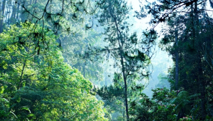 Apa Dampak Kerusakan Hutan bagi Kehidupan Manusia?