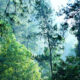 Apa Dampak Kerusakan Hutan bagi Kehidupan Manusia?