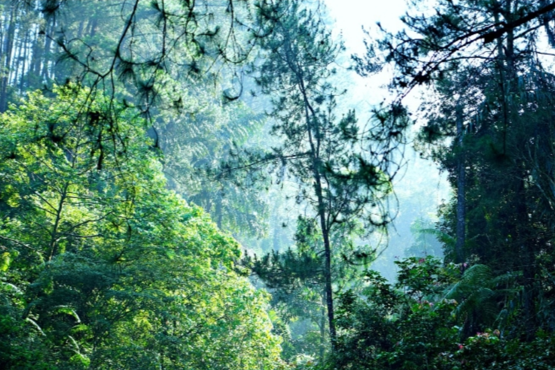 Apa Dampak Kerusakan Hutan bagi Kehidupan Manusia?