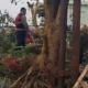 Puting Beliung Terjang Padalarang Bandung Barat, 520 Rumah Rusak