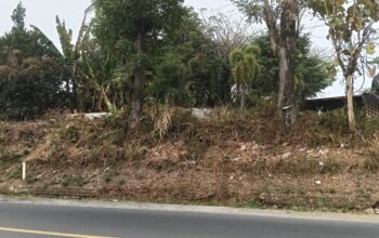 Rencana Penebangan Pohon Milik Pemprov Jabar di Jatiluhur Dipertanyakan, PT GM Diingatkan Tak Gegabah