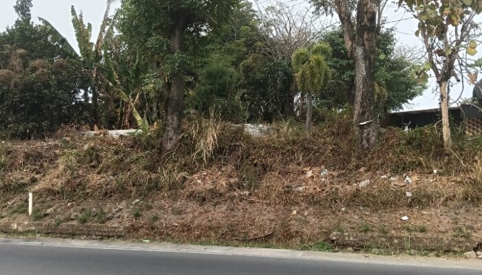 Rencana Penebangan Pohon Milik Pemprov Jabar di Jatiluhur Dipertanyakan, PT GM Diingatkan Tak Gegabah