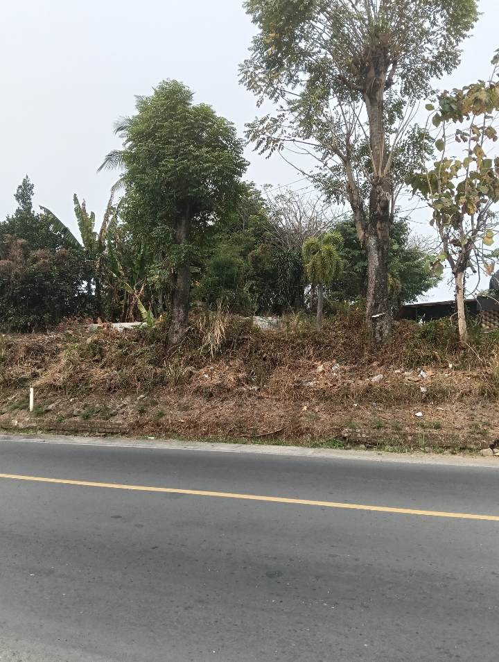 Rencana Penebangan Pohon Milik Pemprov Jabar di Jatiluhur Dipertanyakan, PT GM Diingatkan Tak Gegabah